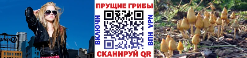 Псилоцибиновые грибы мицелий  Рошаль 